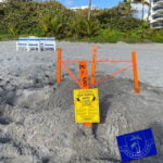 First Sea Turtle Nest Of The Season Found On Boca Raton Beach