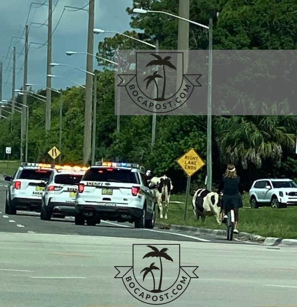 Moo Cows Seen On Palmetto Park Road In West Boca Raton