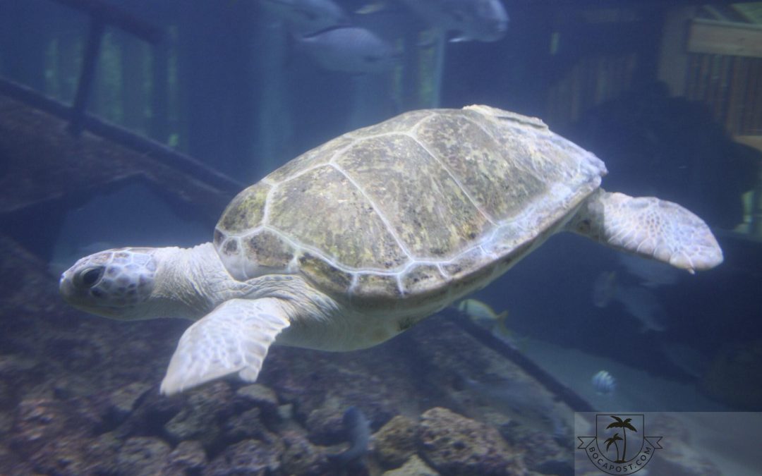 Morgan The Sea Turtle Returns To Gumbo Limbo