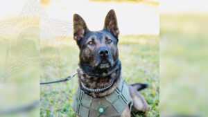 Pbso K9 Bert
