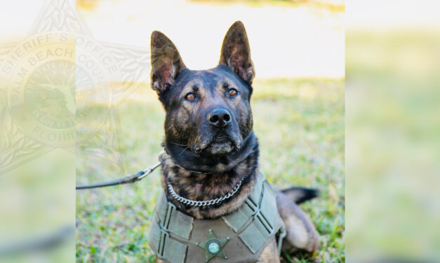 Palm Beach County Sheriff’s Office Mourns the Passing of Retired K9 Bert
