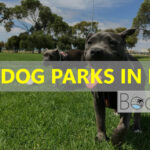 The Best Dog Parks in Boca Raton: A Local Guide for Dog Owners