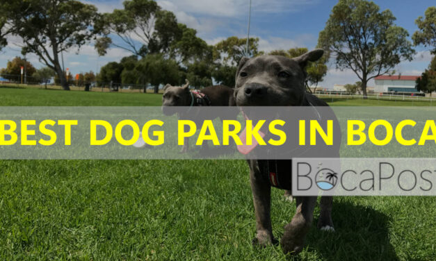 The Best Dog Parks in Boca Raton: A Local Guide for Dog Owners