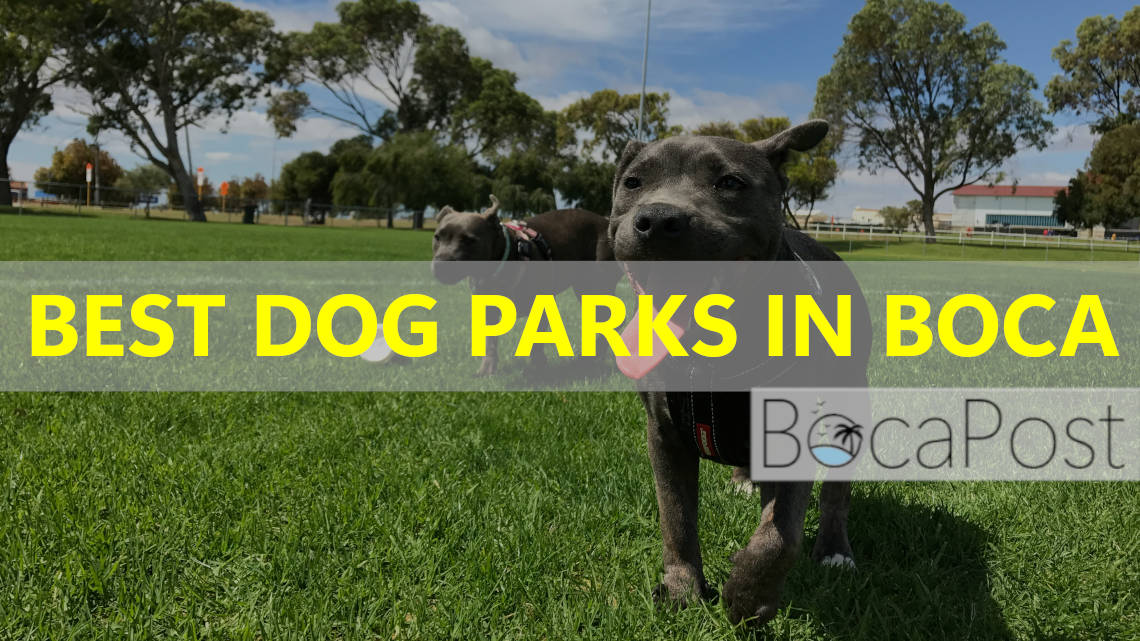 Best Dog Parks In Boca Raton