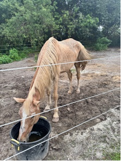 Animal Cruelty: West Boca Man Accused Of Abusing Horses, Arrested - Boca Post