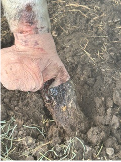 Animal Cruelty: West Boca Man Accused Of Abusing Horses, Arrested - Boca Post