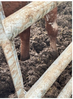 Animal Cruelty: West Boca Man Accused Of Abusing Horses, Arrested - Boca Post