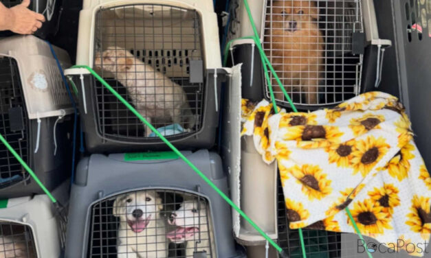 15 Dogs, 4 Cats Rescued From Hoarding Case Arrive at Tri-County