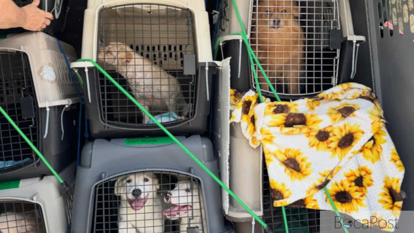 15 Dogs, 4 Cats Rescued From Hoarding Case Arrive At Tri-County