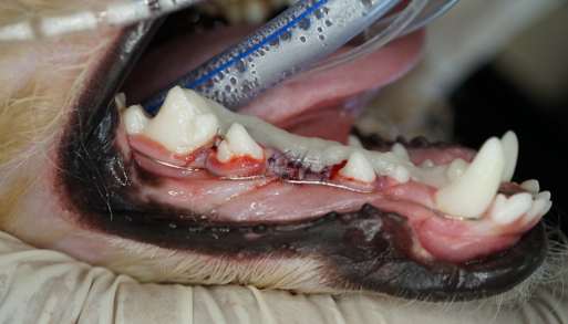 Delray Beach Canine Daycare Owner Arrested On Aggravated Animal Cruelty Charge - Boca Post Delray Beach Canine Daycare Owner Arrested On Aggravated Animal Cruelty Charge - Boca Post