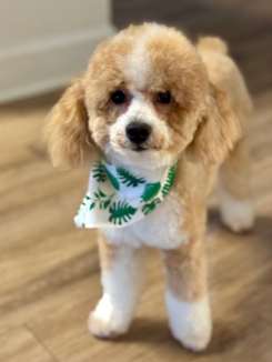 Delray Beach Canine Daycare Owner Arrested On Aggravated Animal Cruelty Charge - Boca Post Delray Beach Canine Daycare Owner Arrested On Aggravated Animal Cruelty Charge - Boca Post