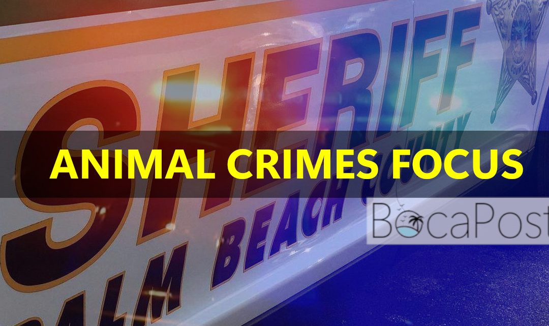 PBSO Forms Dedicated Animal Cruelty Unit, Citing Recent High-Profile Arrests