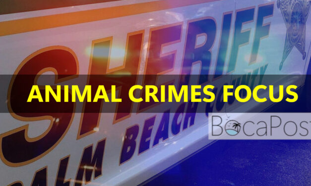 PBSO Forms Dedicated Animal Cruelty Unit, Citing Recent High-Profile Arrests