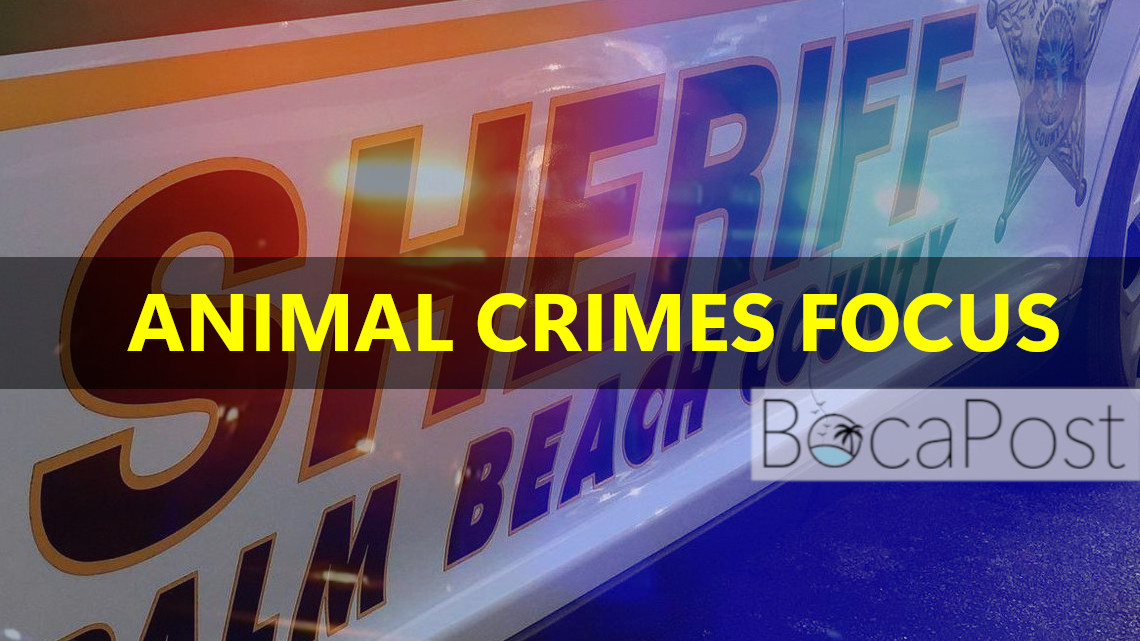 Pbso Forms Dedicated Animal Cruelty Unit, Citing Recent High-Profile Arrests