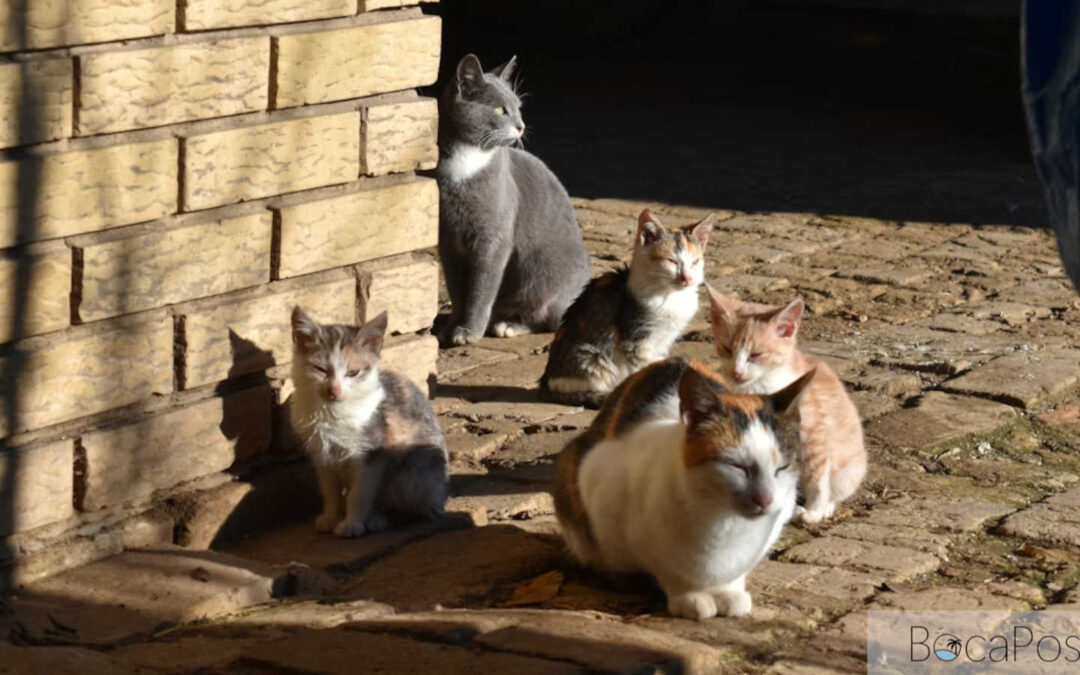 Boca Raton Condo Sues Tenant Over Cats Roaming Common Areas