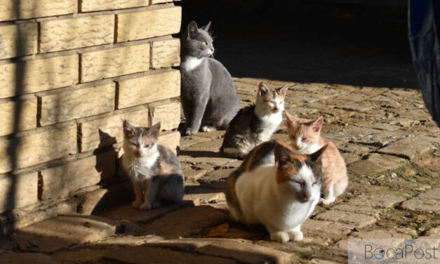 Boca Raton Condo Sues Tenant Over Cats Roaming Common Areas