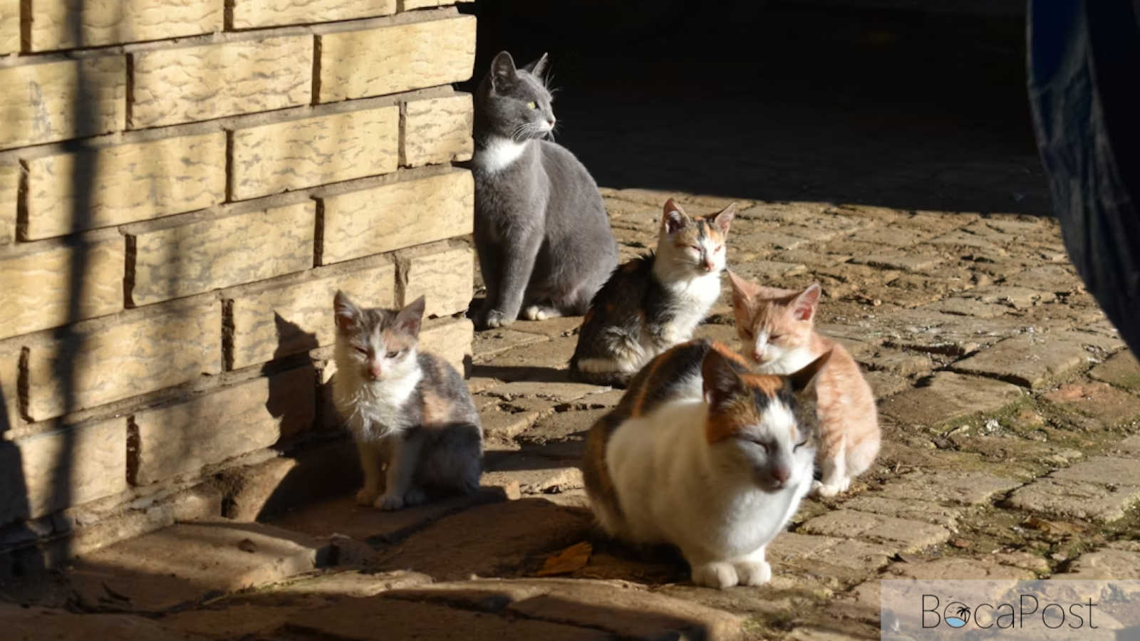 Boca Raton Condo Sues Tenant Over Cats Roaming Common Areas