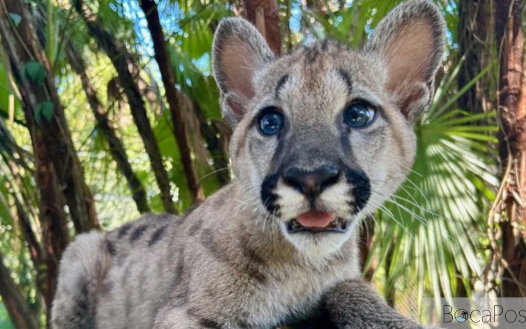 Flamingo Gardens Introduces “Sabal,” Rescued Puma Kitten, at Everglades Wildlife Sanctuary