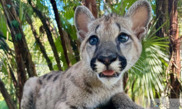 Flamingo Gardens Introduces “Sabal,” Rescued Puma Kitten, at Everglades Wildlife Sanctuary