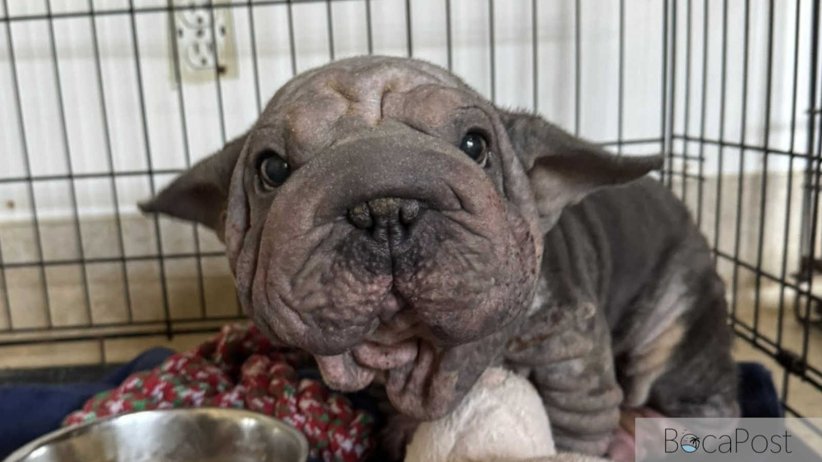 Tri-County Animal Rescue Closes 2025 After Saving Hundreds of At-Risk Pets