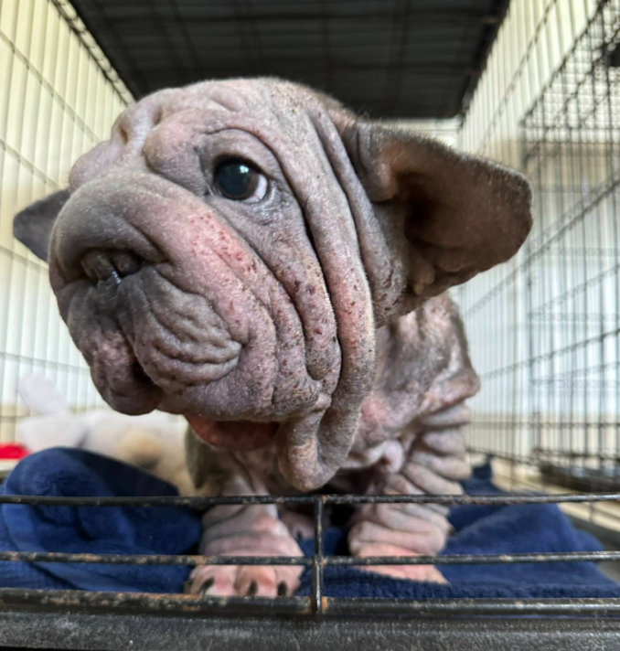 Tri-County Animal Rescue Closes 2025 After Saving Hundreds Of At-Risk Pets - Boca Post