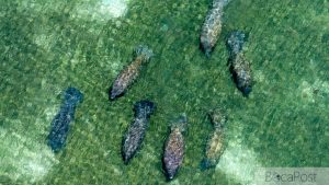 Broward Manatee Deaths Climb In Early 2026