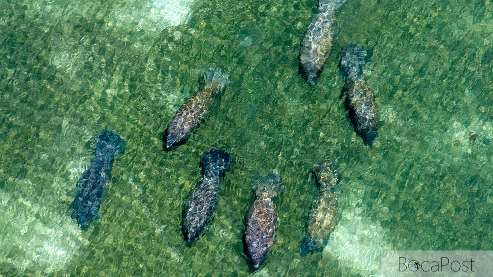 Broward Manatee Deaths Climb in Early 2026 Broward Manatee Deaths Climb in Early 2026