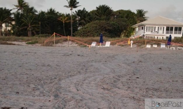 Leatherback Sea Turtle Nest Marks Start of 2026 Nesting Season in Delray Beach