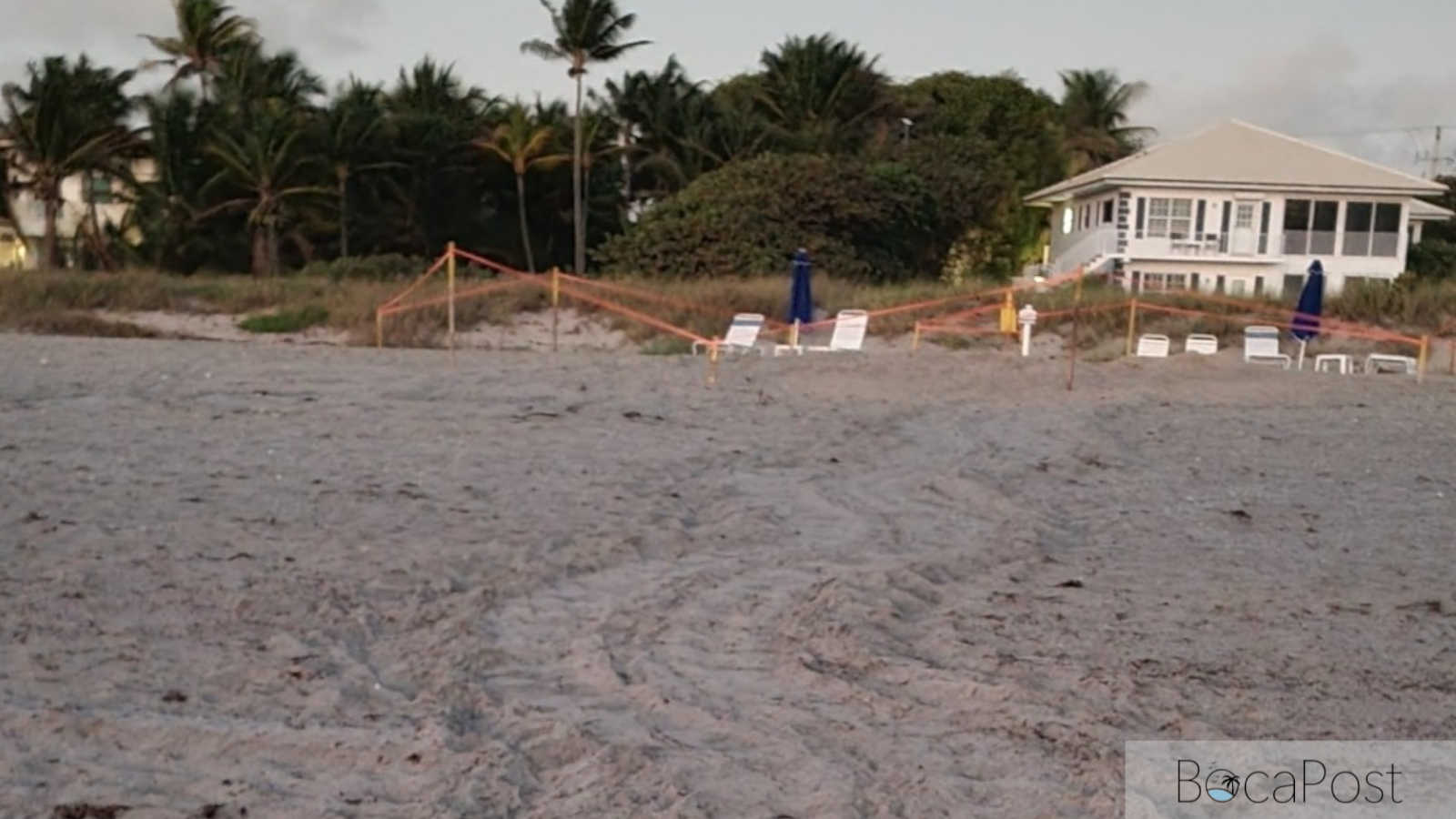 Leatherback Sea Turtle Nest Marks Start of 2026 Nesting Season on Delray Beach