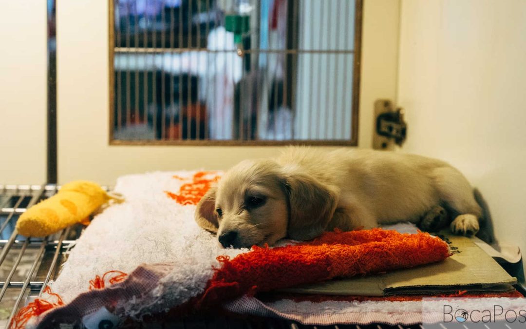 Palm Beach County Animal Shelter Running Out of Space, Urges Fosters and Adopters to Step In