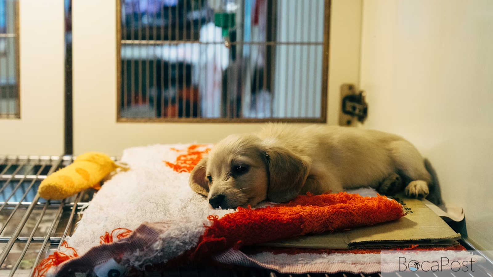 Palm Beach County Animal Shelter Running Out of Space, Urges Fosters and Adopters to Step In