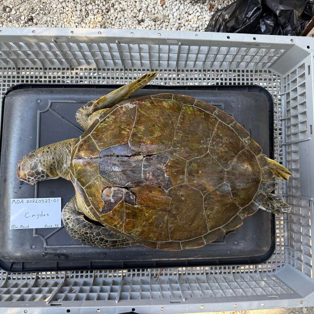 Image Credit: Gumbo Limbo Nature Center