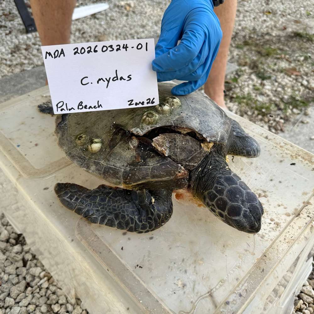 Image Credit: Gumbo Limbo Nature Center