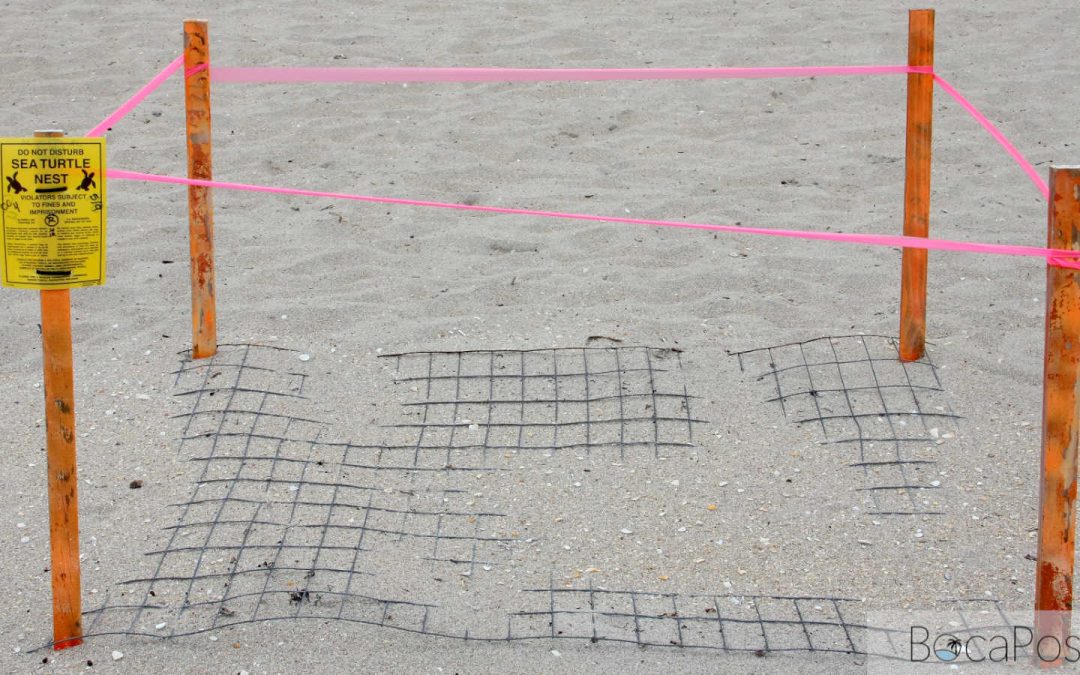 First Sea Turtle Nests of 2026 Marked on Boca Raton Beaches as 5 Juvenile Turtles Die Near Spanish River Bridge