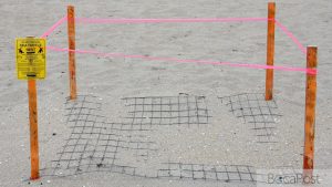 First Sea Turtle Nests Of 2026 Marked On Boca Raton Beaches As 5 Juvenile Turtles Die Near Spanish River Bridge