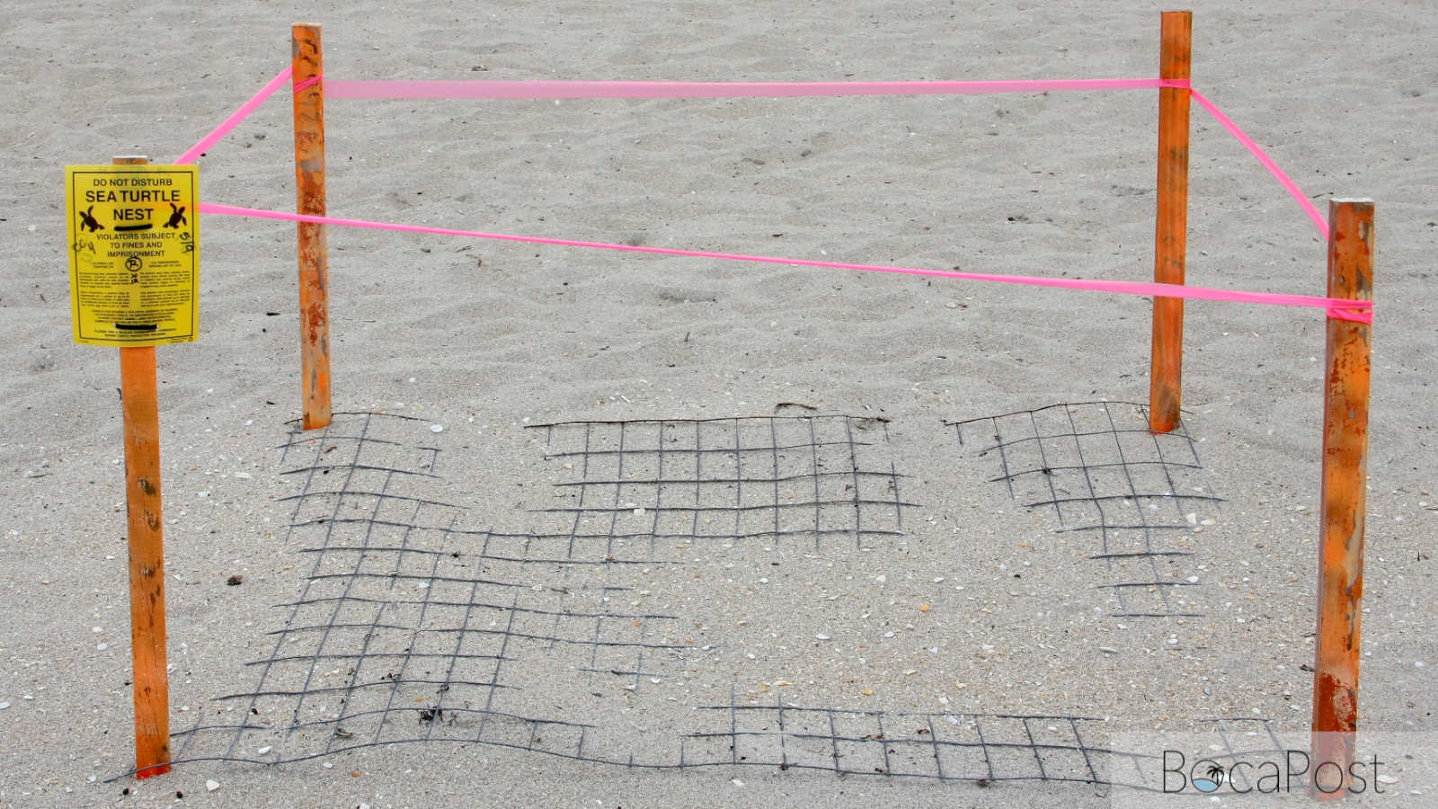First Sea Turtle Nests of 2026 Marked on Boca Raton Beaches as 5 Juvenile Turtles Die Near Spanish River Bridge