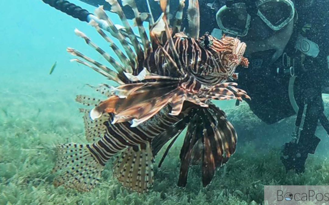 Florida Expands 2026 Lionfish Challenge With New Prize Categories, Broader Competition