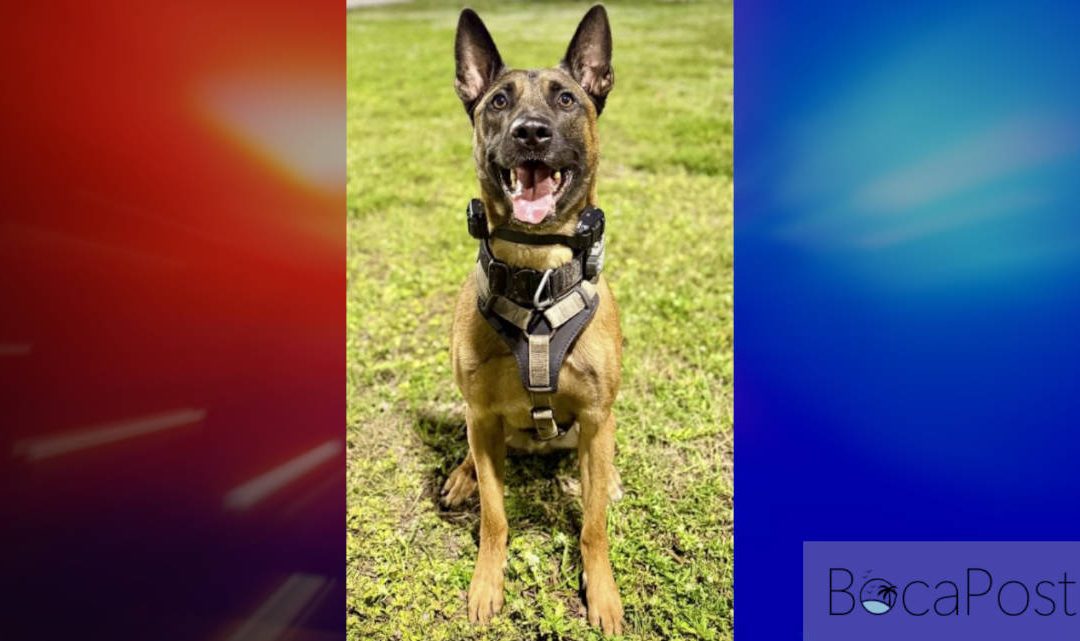 Fort Lauderdale police K-9 Appie shot on duty, expected to survive