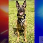 Fort Lauderdale Police K-9 Appie Shot On Duty, Expected To Survive