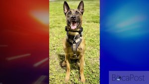 Fort Lauderdale Police K-9 Appie Shot On Duty, Expected To Survive