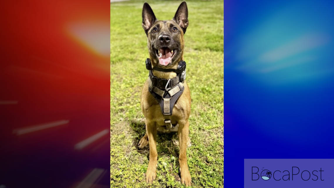 Fort Lauderdale police K-9 Appie shot on duty, expected to survive
