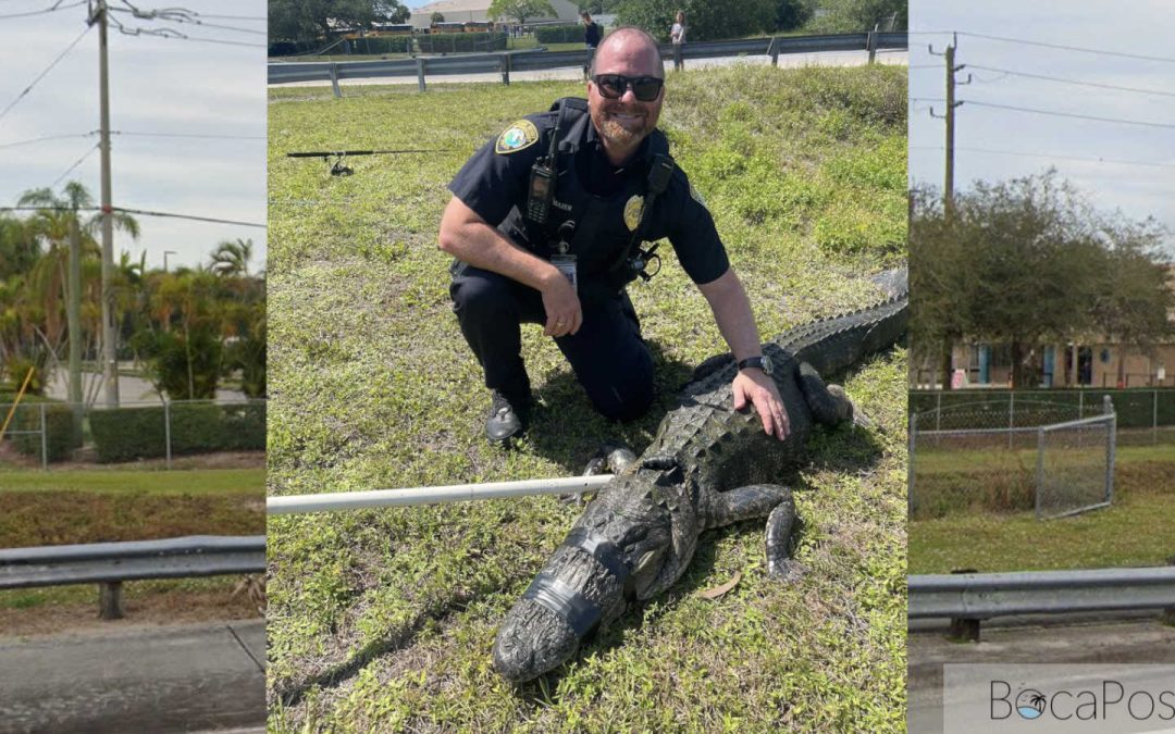 11-Foot Alligator Removed From Canal Near Eagles Landing Middle School