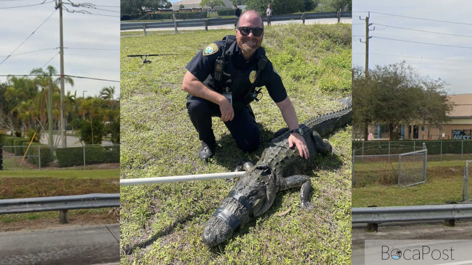 11-Foot Alligator Removed From Canal Near Eagles Landing Middle School