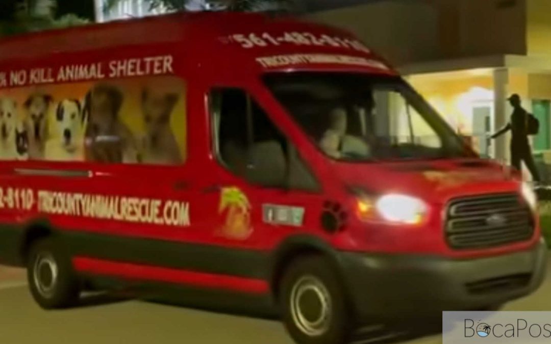 50 Dogs Rescued From Tennessee Neglect Case Now Headed To Florida