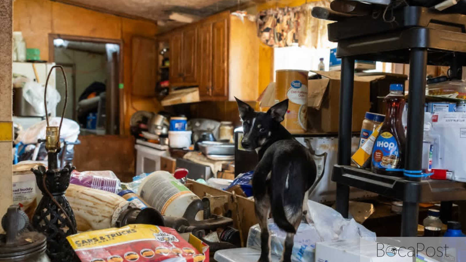 Boca Raton Rescue Seeks Help For 50 Dogs From Tennessee Neglect Case