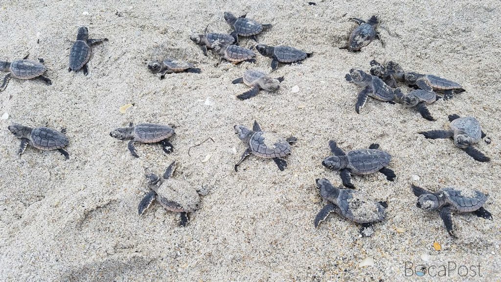 FWC Warns Memorial Day Beachgoers - Give Sea Turtles, Shorebirds Room To Nest