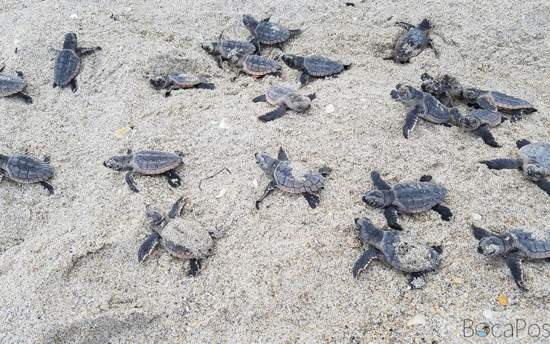 FWC Warns Memorial Day Beachgoers: Give Sea Turtles, Shorebirds Room To Nest