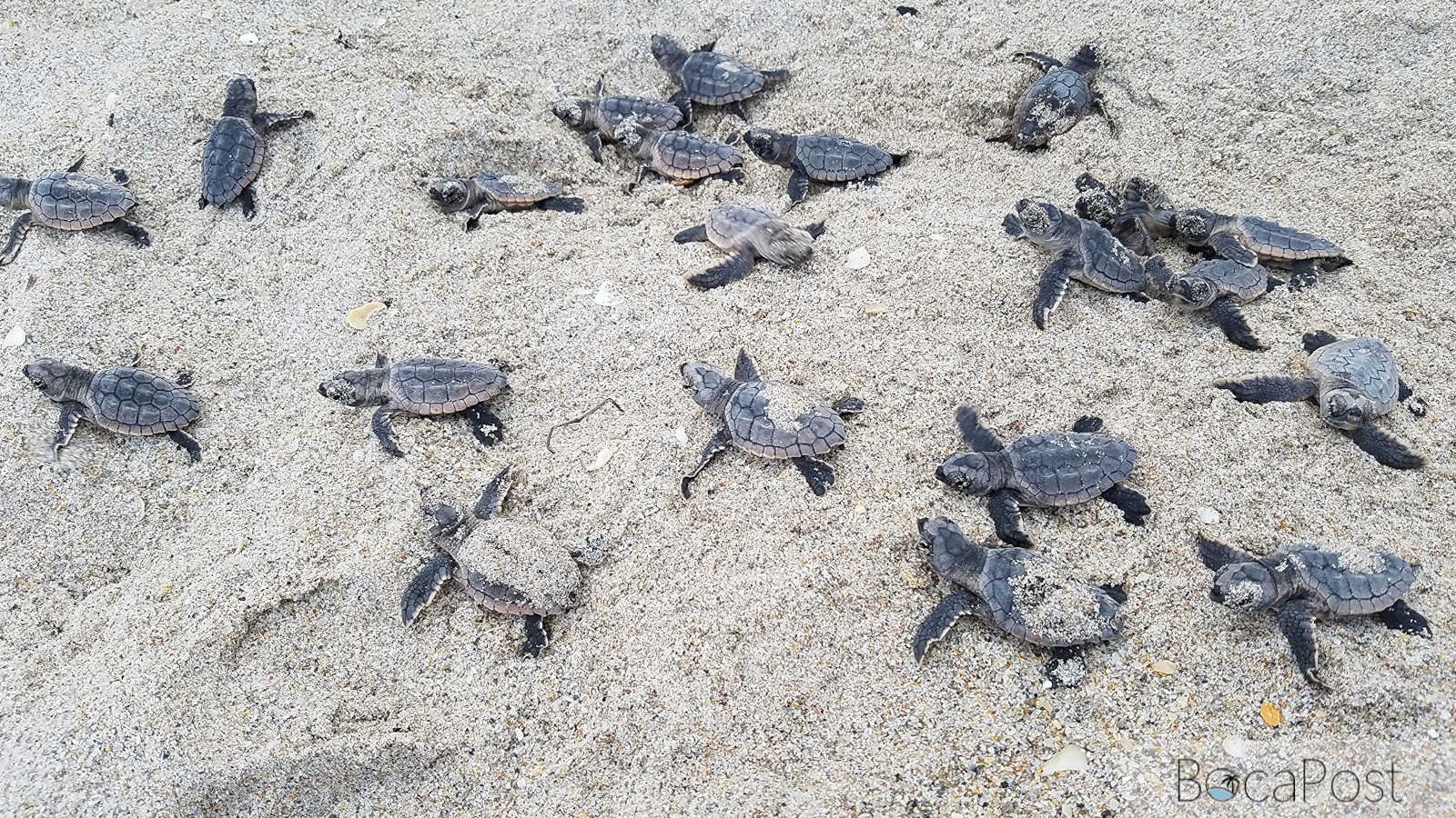 FWC Warns Memorial Day Beachgoers - Give Sea Turtles, Shorebirds Room To Nest