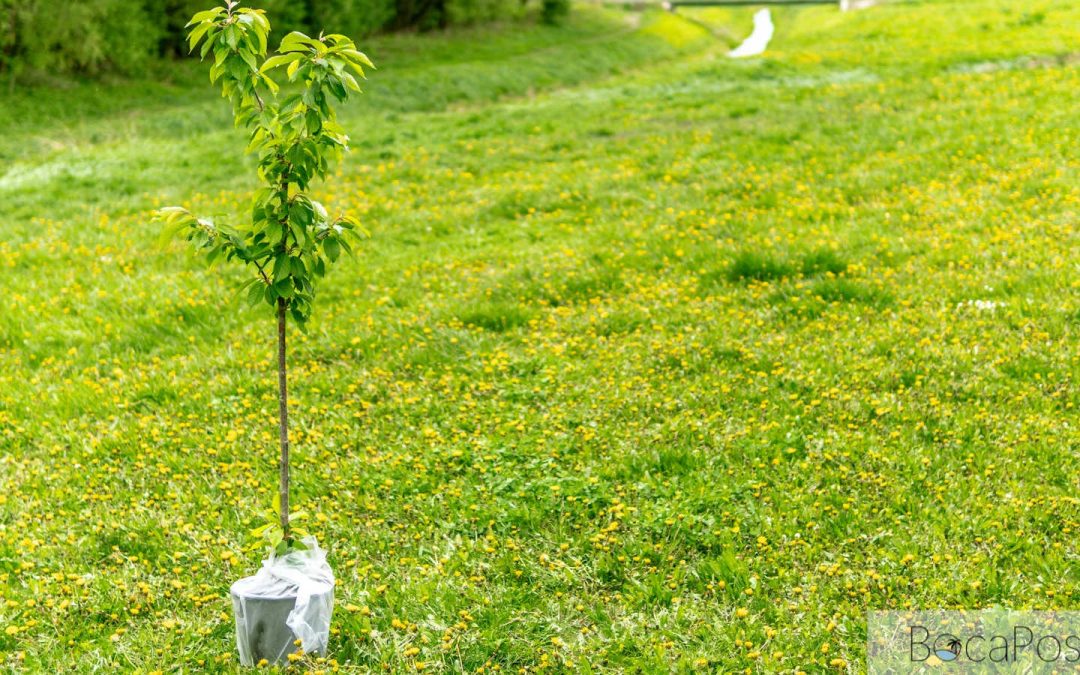 Free Shade Trees Available For Boca Raton Residents Through City Partnership