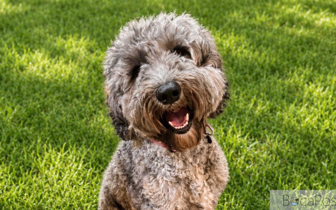Tri-County Animal Rescue In Boca Raton Says Shelter Is Full, Urges Weekend Adoptions